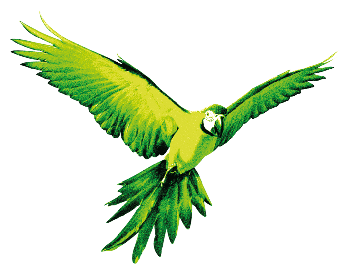 goldling-parrot
