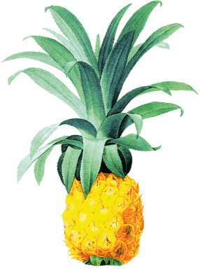 spotify-pineapple